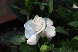鲜花