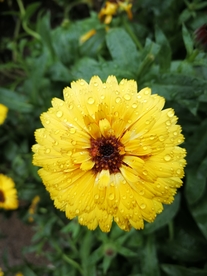 鲜花