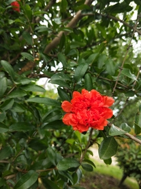 鲜花