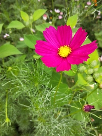 鲜花
