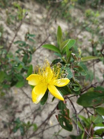 鲜花