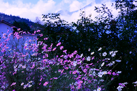 风景
