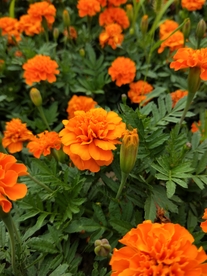 鲜花