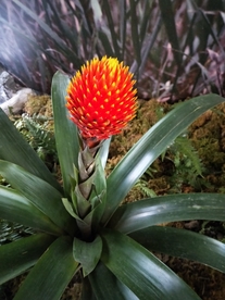 鲜花