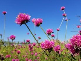 鲜花