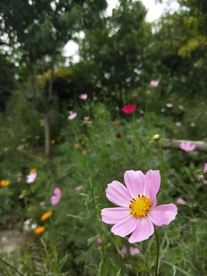 鲜花