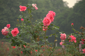 鲜花