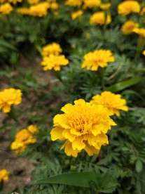 鲜花