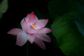 鲜花