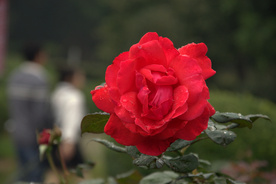 鲜花
