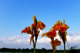 花
