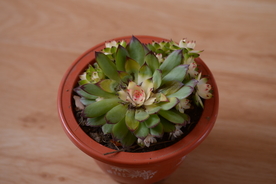 肉植物