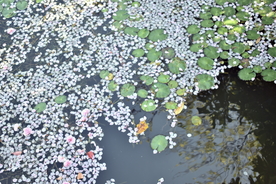 风景
