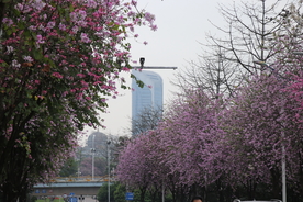 风景