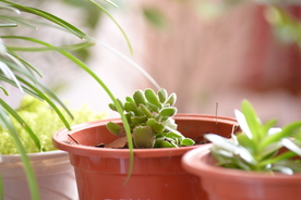 肉植物