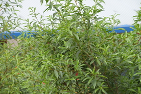 风景