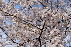 梅花