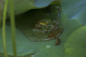 青蛙