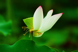 花瓣