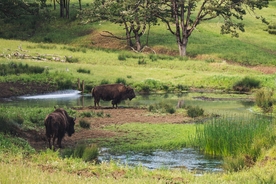风景