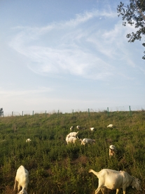 风景