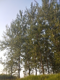 风景