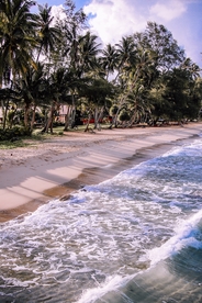 夏天沙滩海边椰子树