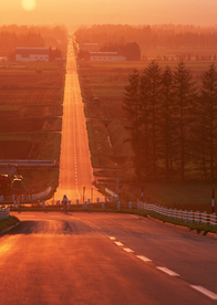 道路 沥青路 树林 郊区 弯道