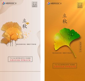 立秋 地产立秋 杏叶 秋季