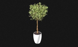 高大植物3d模型