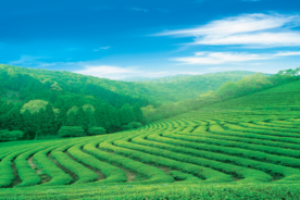 靓丽风景
