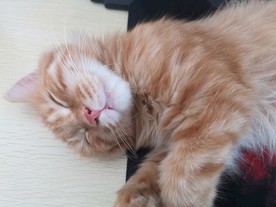 猫