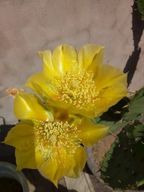 仙人掌花