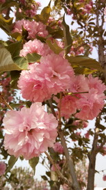 樱花 花