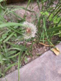 蒲公英