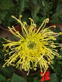 金丝菊