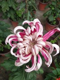 菊花