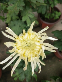 金丝菊