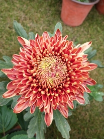 菊花