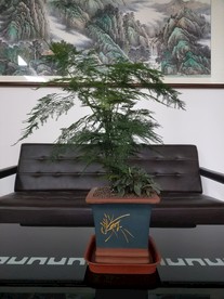 办公室文竹