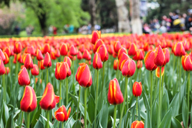 郁金香展