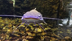红尾鲶