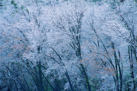 阳光 生态 植物  蓝天 山水