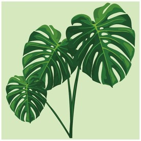 矢量龟背竹叶组合素材