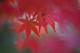 枫叶  红叶  秋叶  秋天