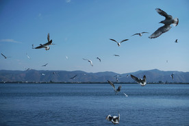 云南大理洱海上的海鸥