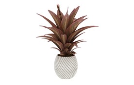 红色剑叶植物3d模型