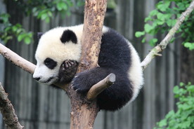 大熊猫
