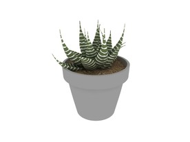 多肉植物3d模型