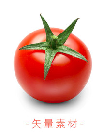 番茄 西红柿